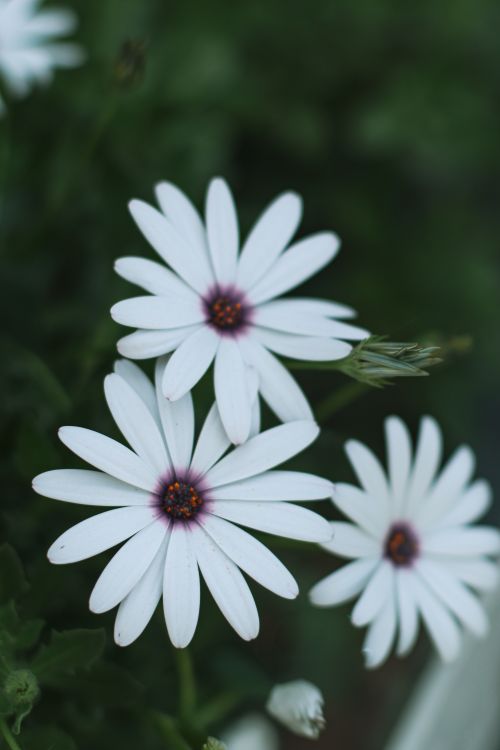 Free Vibrant white daisies with purple centers against a lush green background. Stock Photo