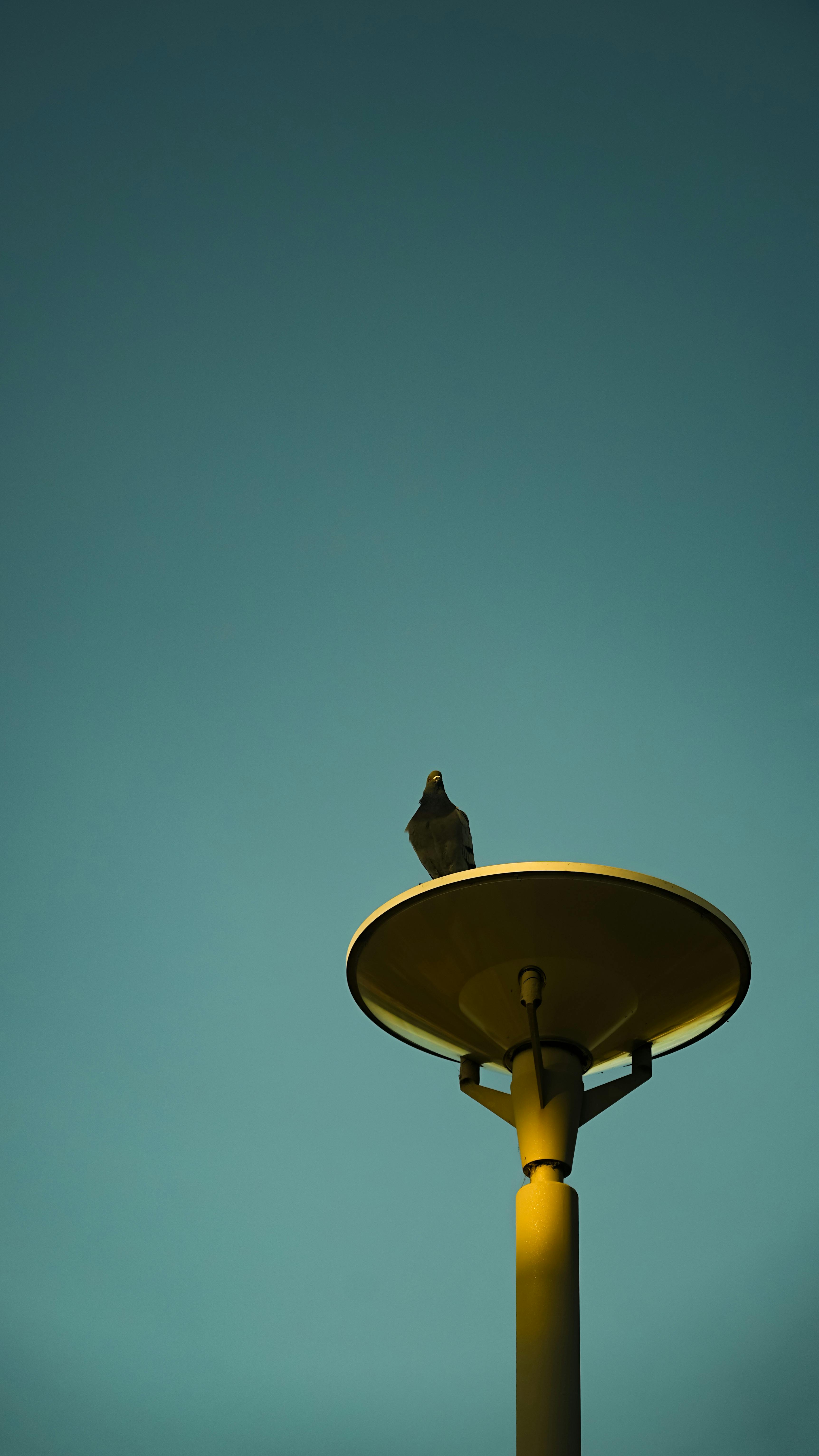 Gratis Silueta de pájaro posado sobre una farola de la calle contra un cielo azul claro. Foto de stock