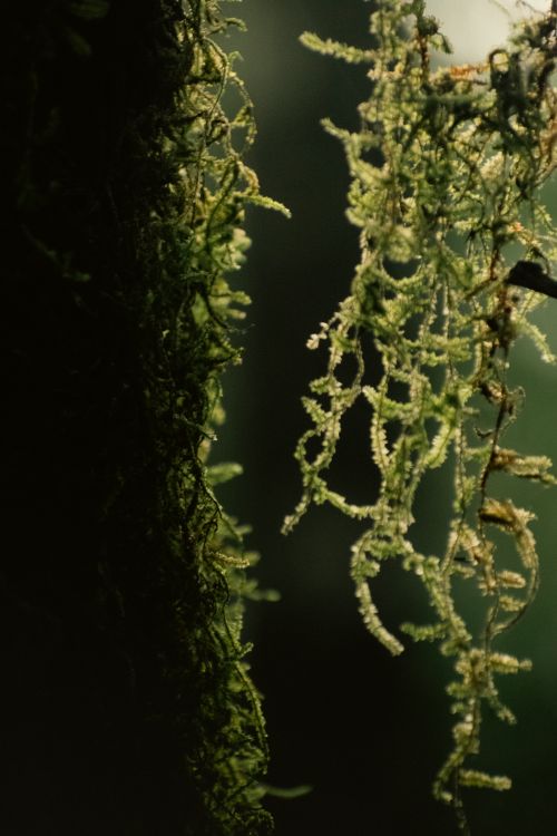 Free Detailed close-up of vibrant green moss in natural daylight, showcasing its delicate textures and patterns. Stock Photo