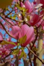 Vibrant Pink Magnolia Blossoms in Spring