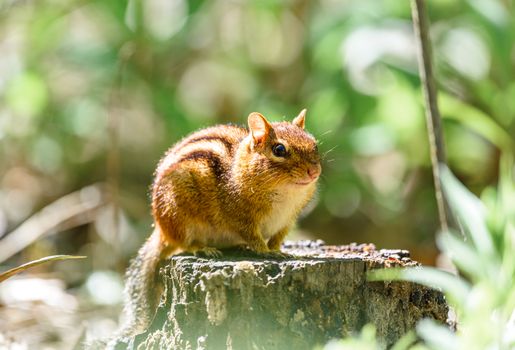 An Eastern Chipmunk perched on a tree stump surrounded by lush green foliage.