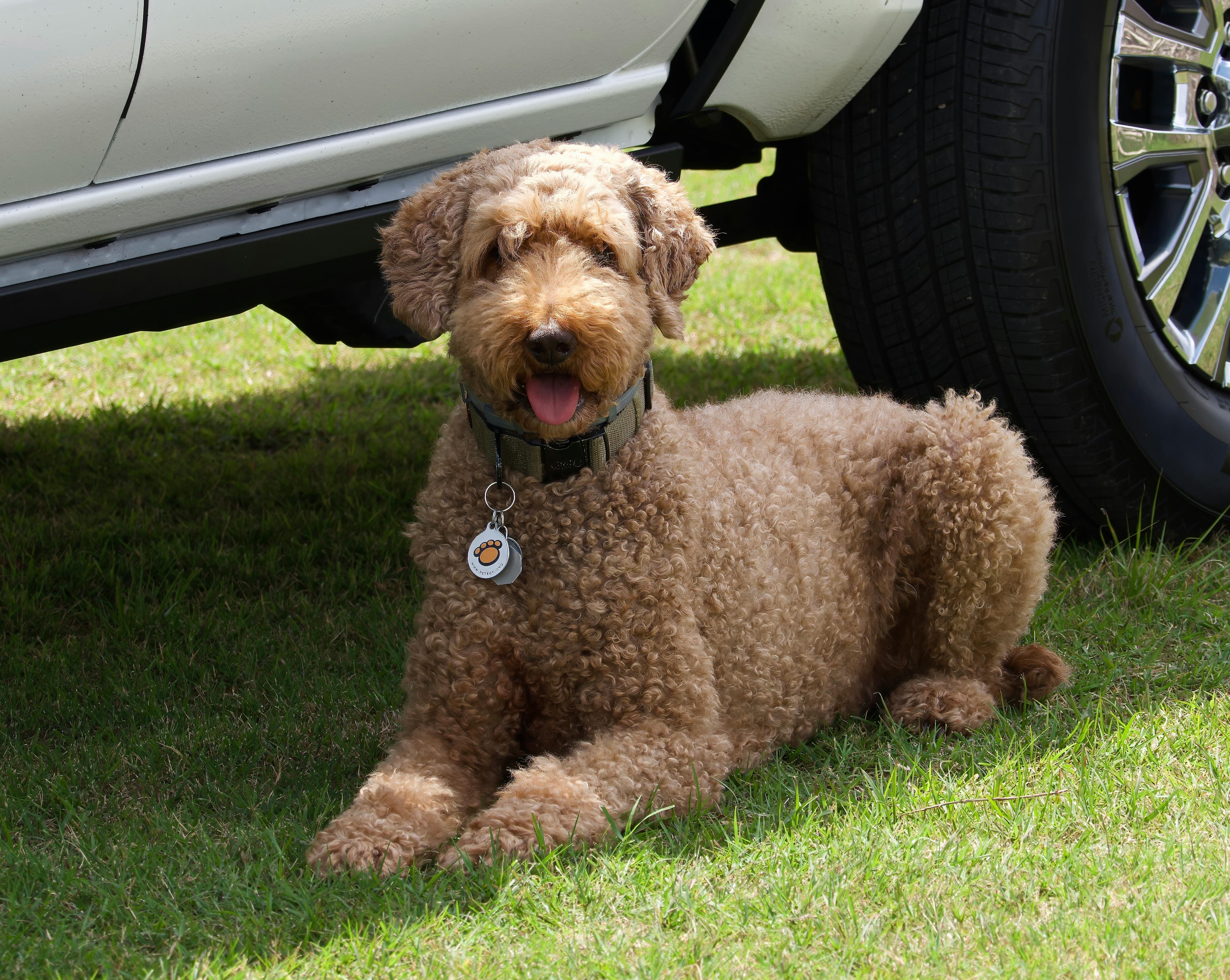 Dog relaxing in air-conditioned car