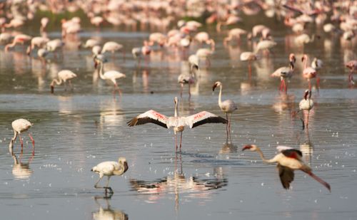 Free Large group of flamingos standing and flying over reflective water surface. Stock Photo