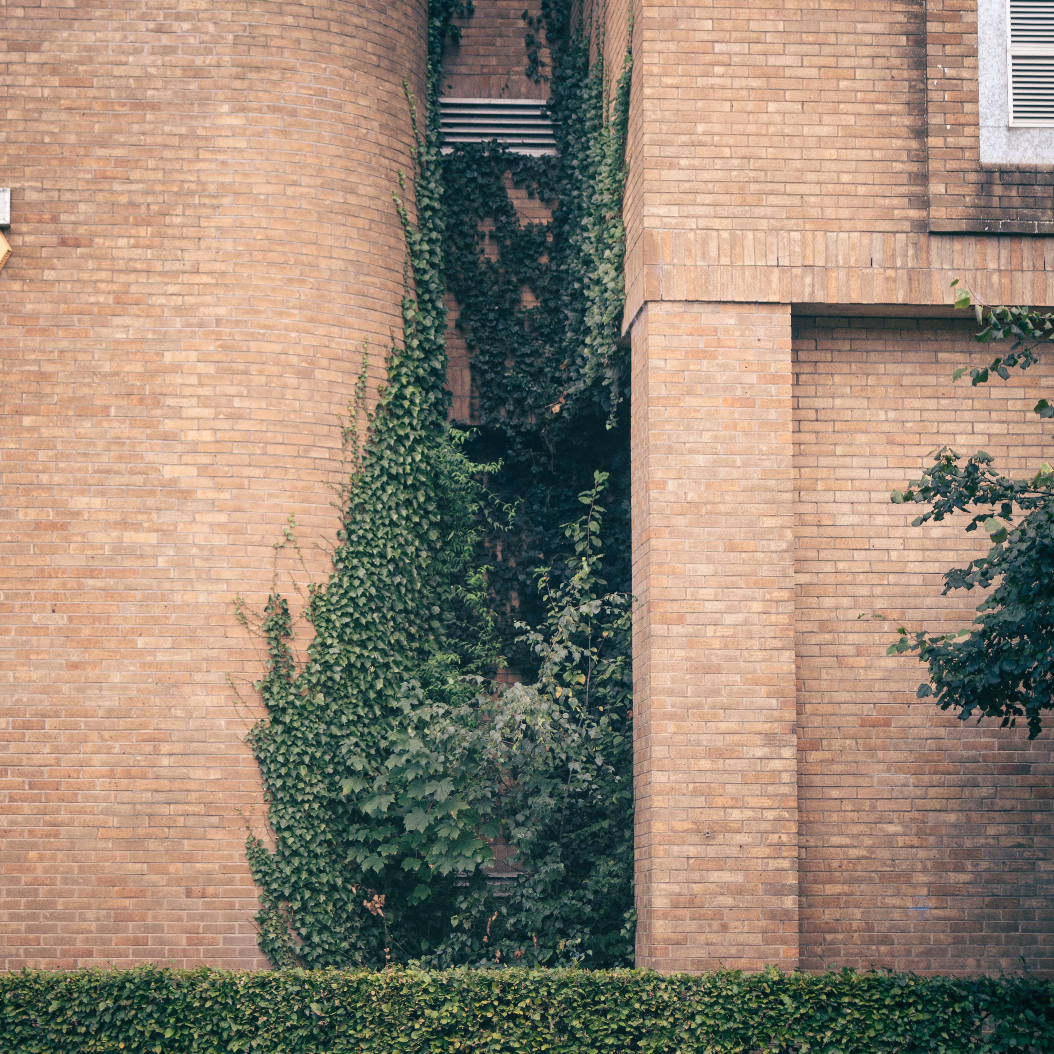 Ivy-covered brick wall with dense foliage, perfect for urban nature themes.