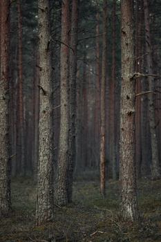 Peaceful scene of tall pine trees in a dense forest, ideal for nature lovers.