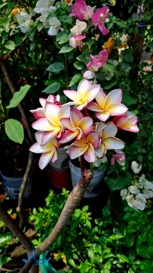 Free Stunning pink and yellow frangipani flowers bloom brightly in an outdoor garden setting. Stock Photo