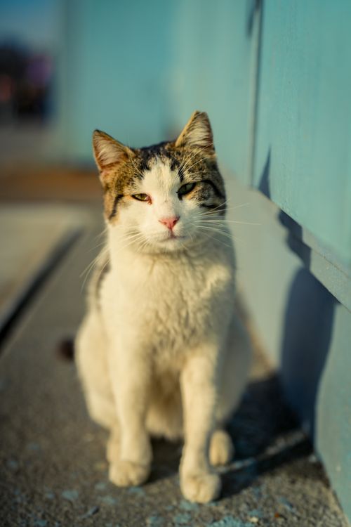 Free Sunlit stray cat sitting on pavement with a soft focus background. Stock Photo
