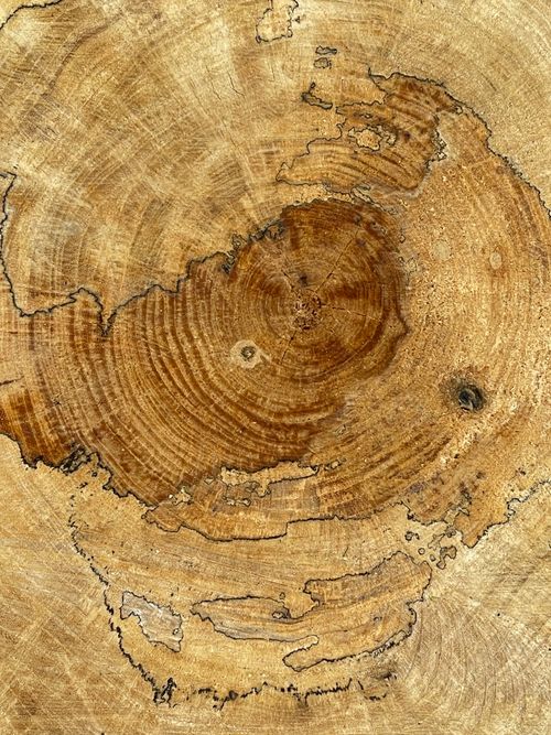 Free Detailed view of tree trunk growth rings showcasing natural patterns and textures. Stock Photo