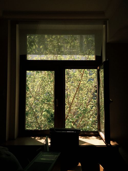 Free Sunlight filters through a window showcasing a vibrant tree, creating a serene indoor ambiance. Stock Photo
