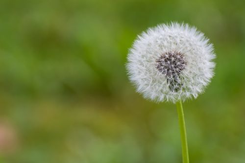 Free A detailed view of a dandelion seed head against a blurred green background, showcasing nature's delicate beauty. Stock Photo