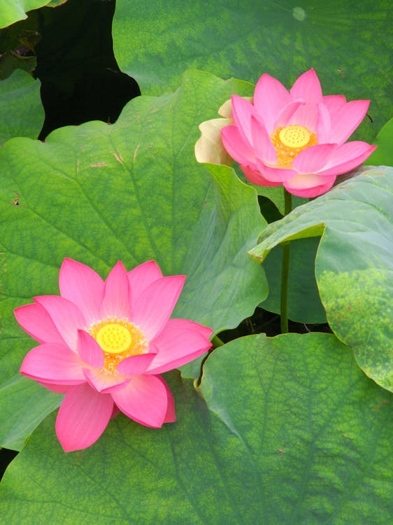 Nelumbo Nucifera