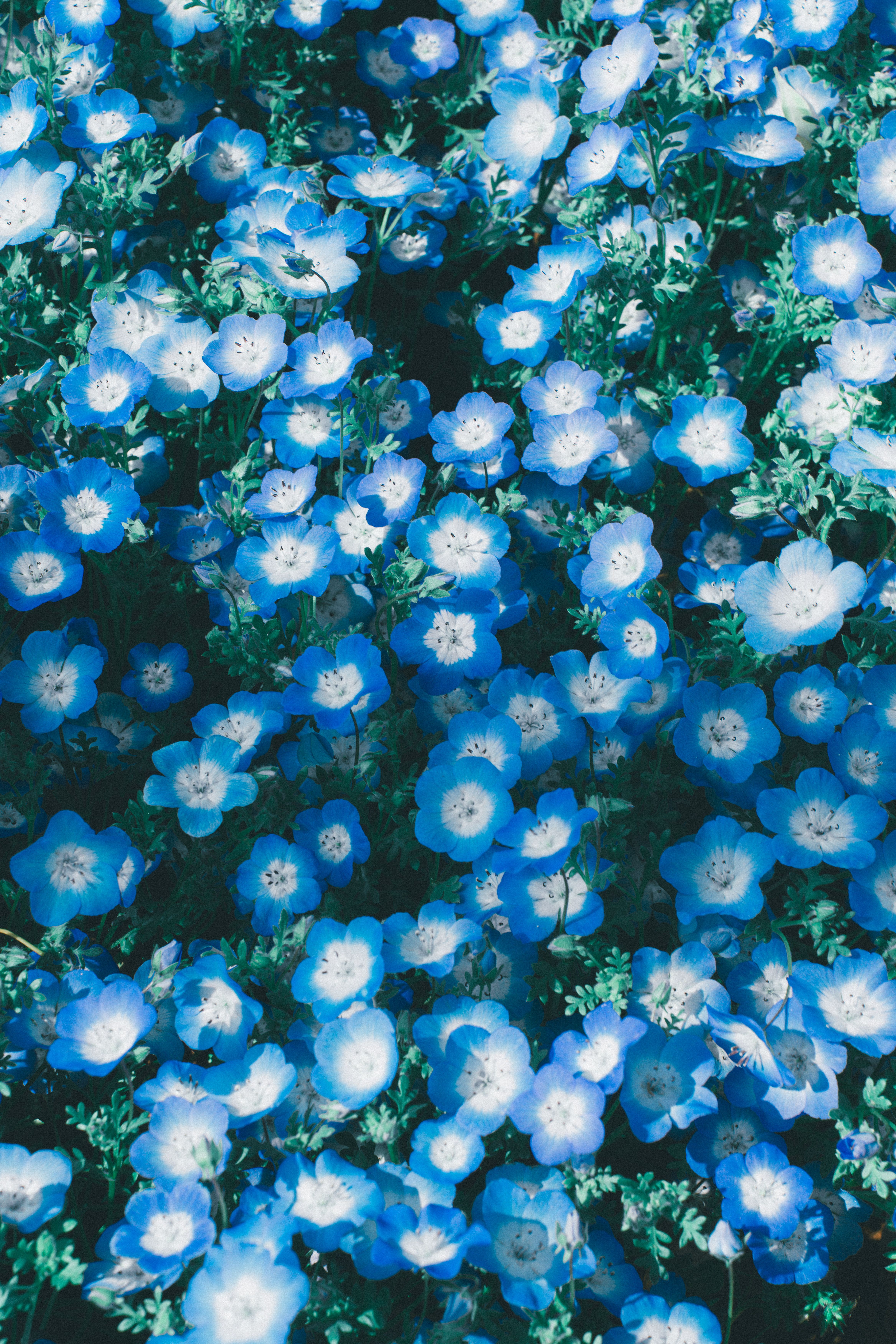 Fotomural Una vívida variedad de flores azules y blancas en plena floración durante la primavera, capturando la belleza de la naturaleza.
