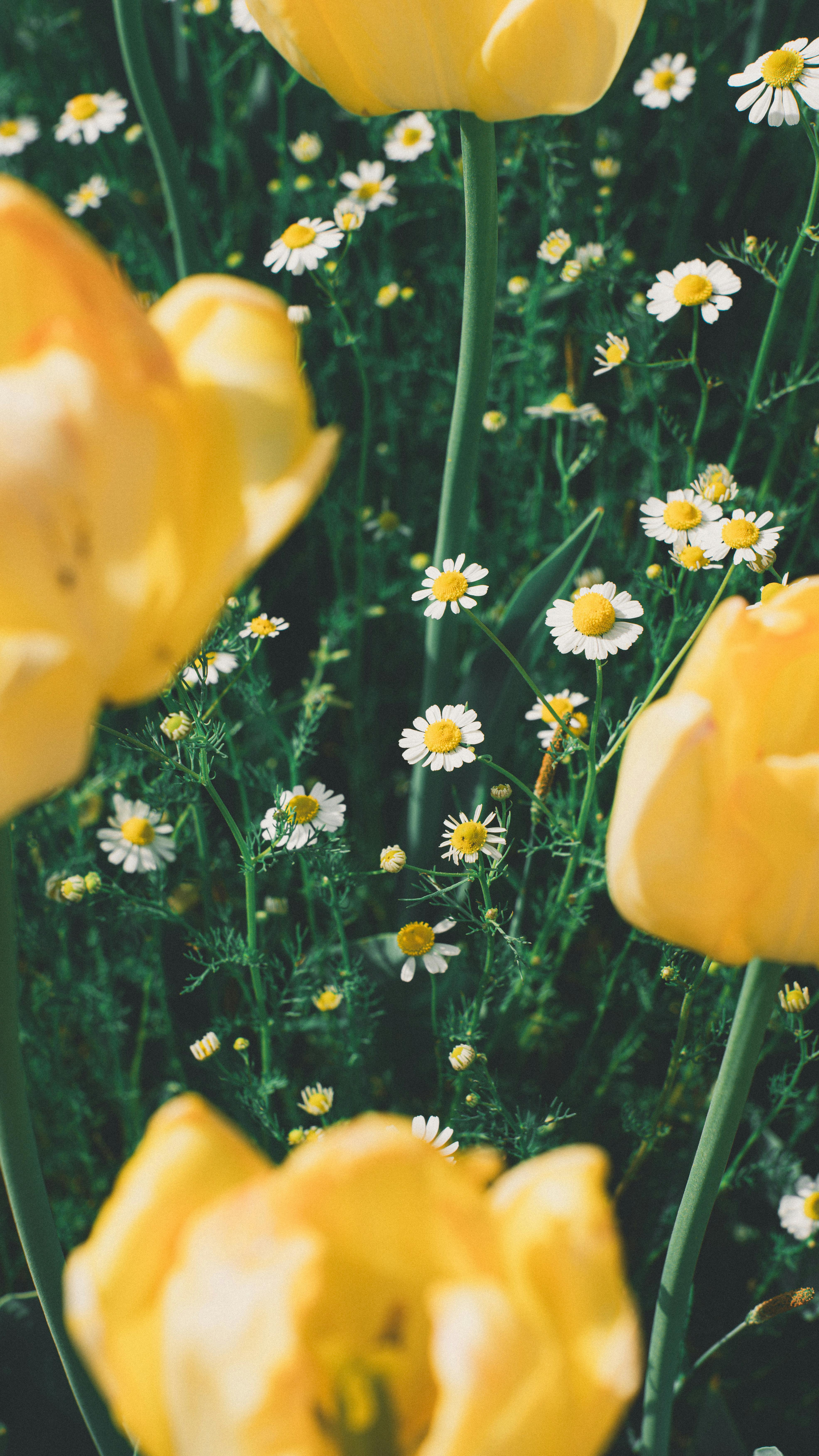 [ColoSach]-a-vibrant-display-of-yellow-tulips-and-white-daisies-blooming-in-a-spring-garden,-capturing-natural-beauty.