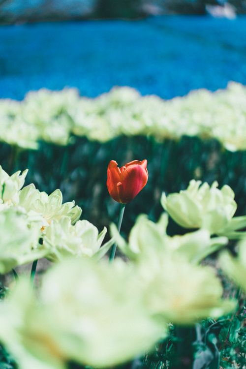 Free A striking red tulip stands out among pale blooms in a lush spring garden. Stock Photo