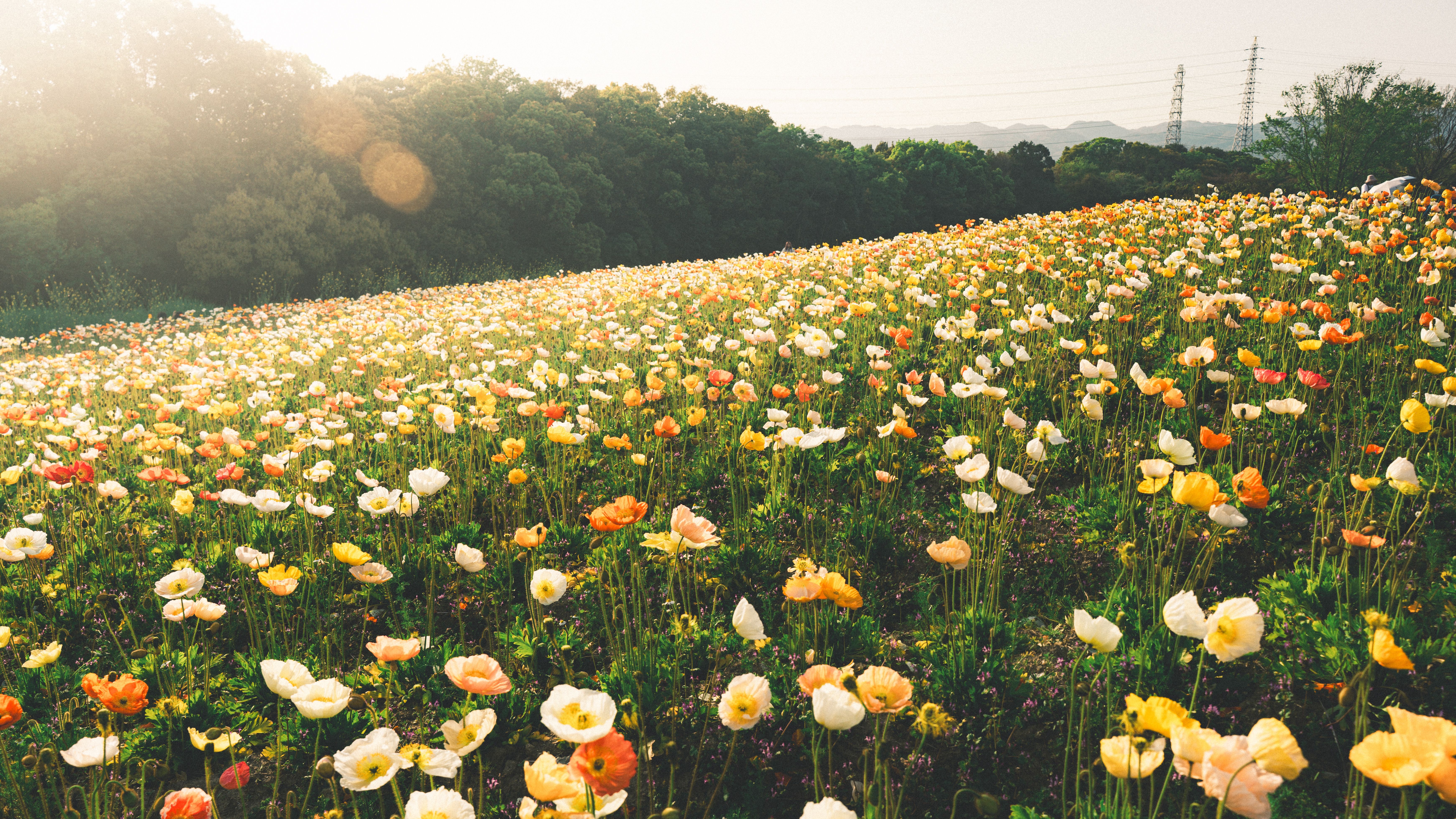 Vibrant Meadow of Blooming Wildflowers at Sunrise · Free Stock Photo
