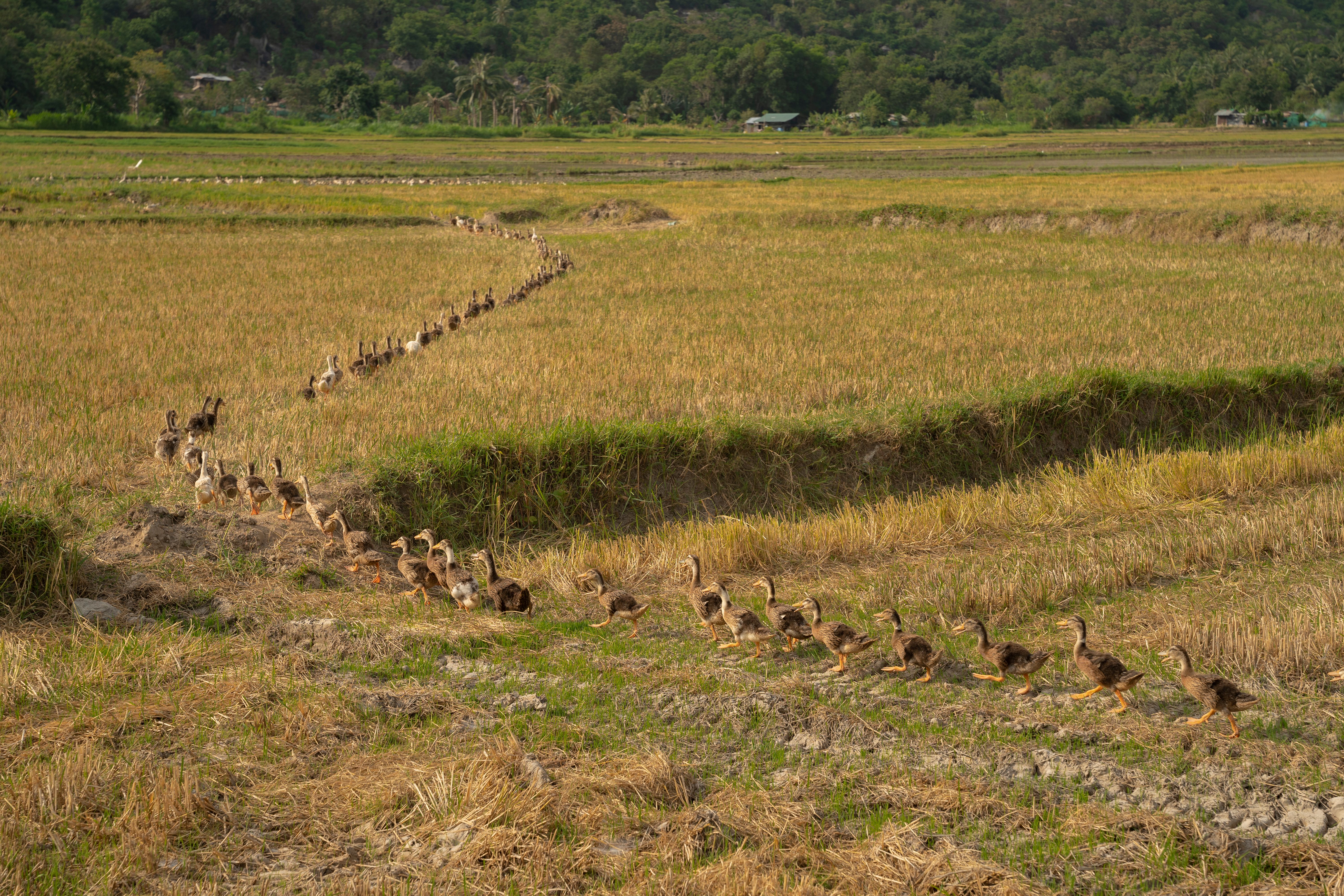 Ducks in Formation Walking Through Rice Fields · Free Stock Photo