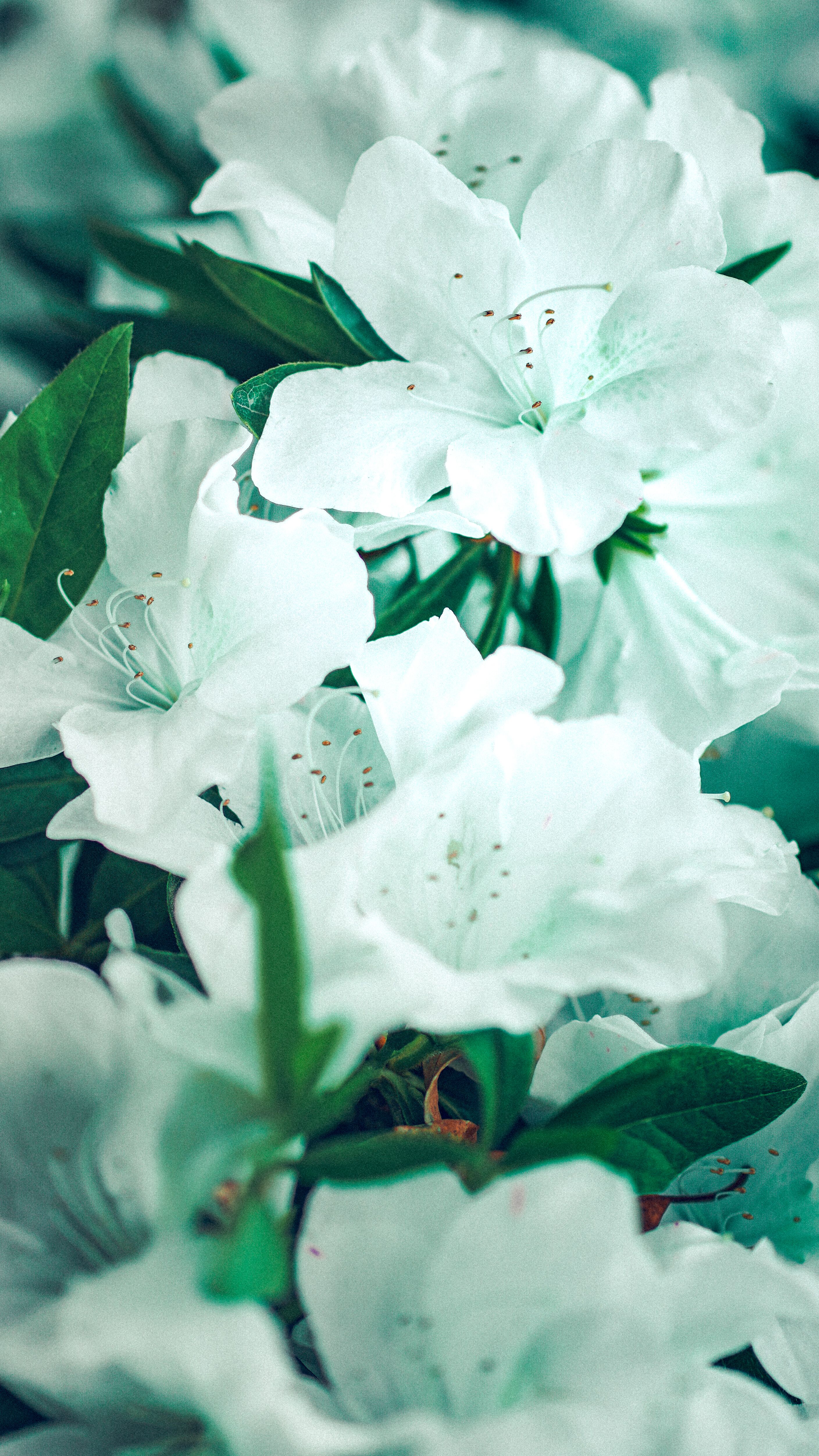 [ColoSach]-beautiful-white-azaleas-in-full-bloom,-showcasing-delicate-petals-and-vibrant-green-leaves.