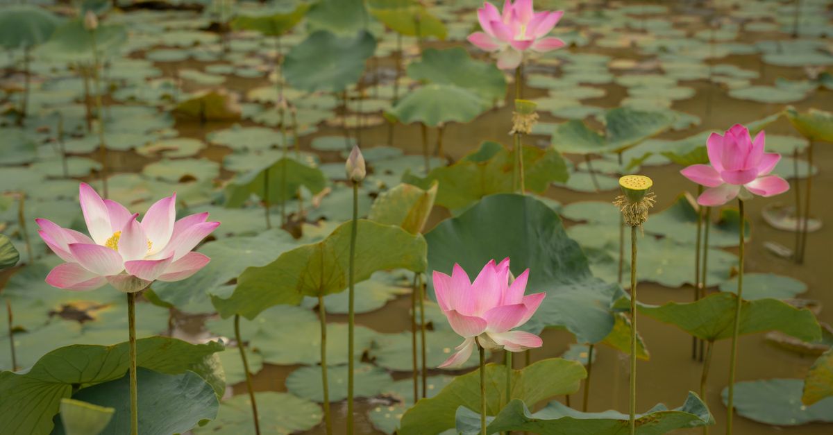 Lotus Fleur : Culture & Entretien Bassin