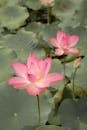 Vibrant Pink Lotus Blooms in Serene Pond