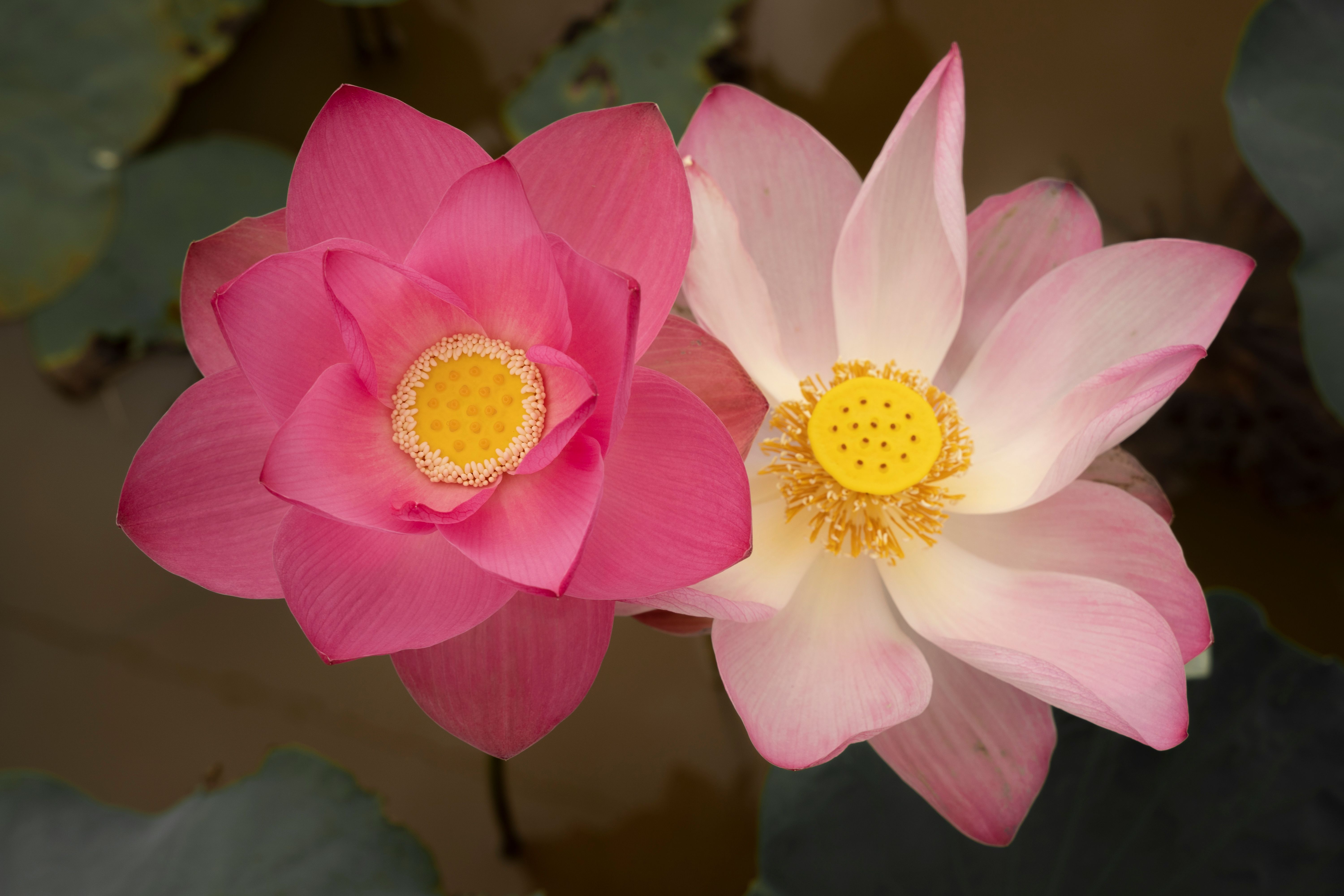 Candidasa Lotus Lagoon