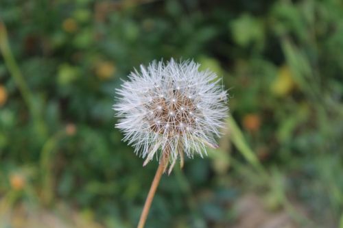 Free A detailed view of a dandelion seed head in El Puerto de Santa María, capturing the beauty of nature. Stock Photo