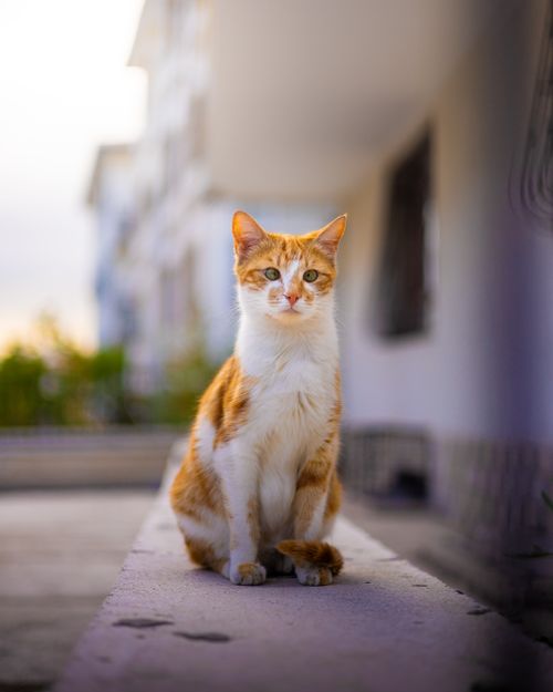 Free Charming ginger cat sitting on a ledge in an urban setting during daylight. Stock Photo