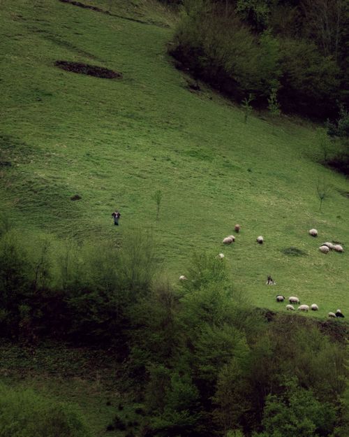 Free Tranquil hillside with scattered sheep and lush greenery in Trabzon, Türkiye. Stock Photo