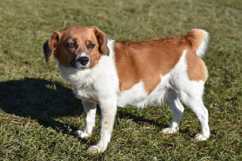 Free A small, adorable brown and white dog standing on grass in a sunlit park outdoor setting. Stock Photo