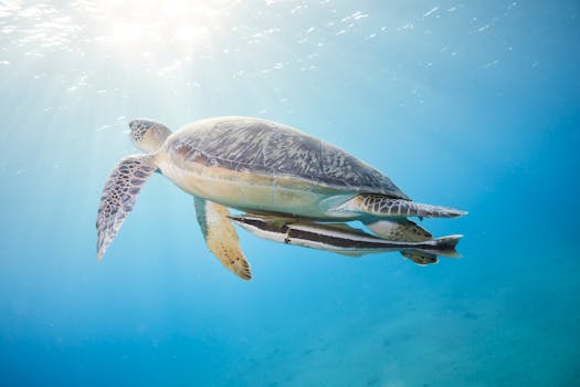 A serene green sea turtle swimming with a remora in the clear blue ocean waters of the Red Sea.