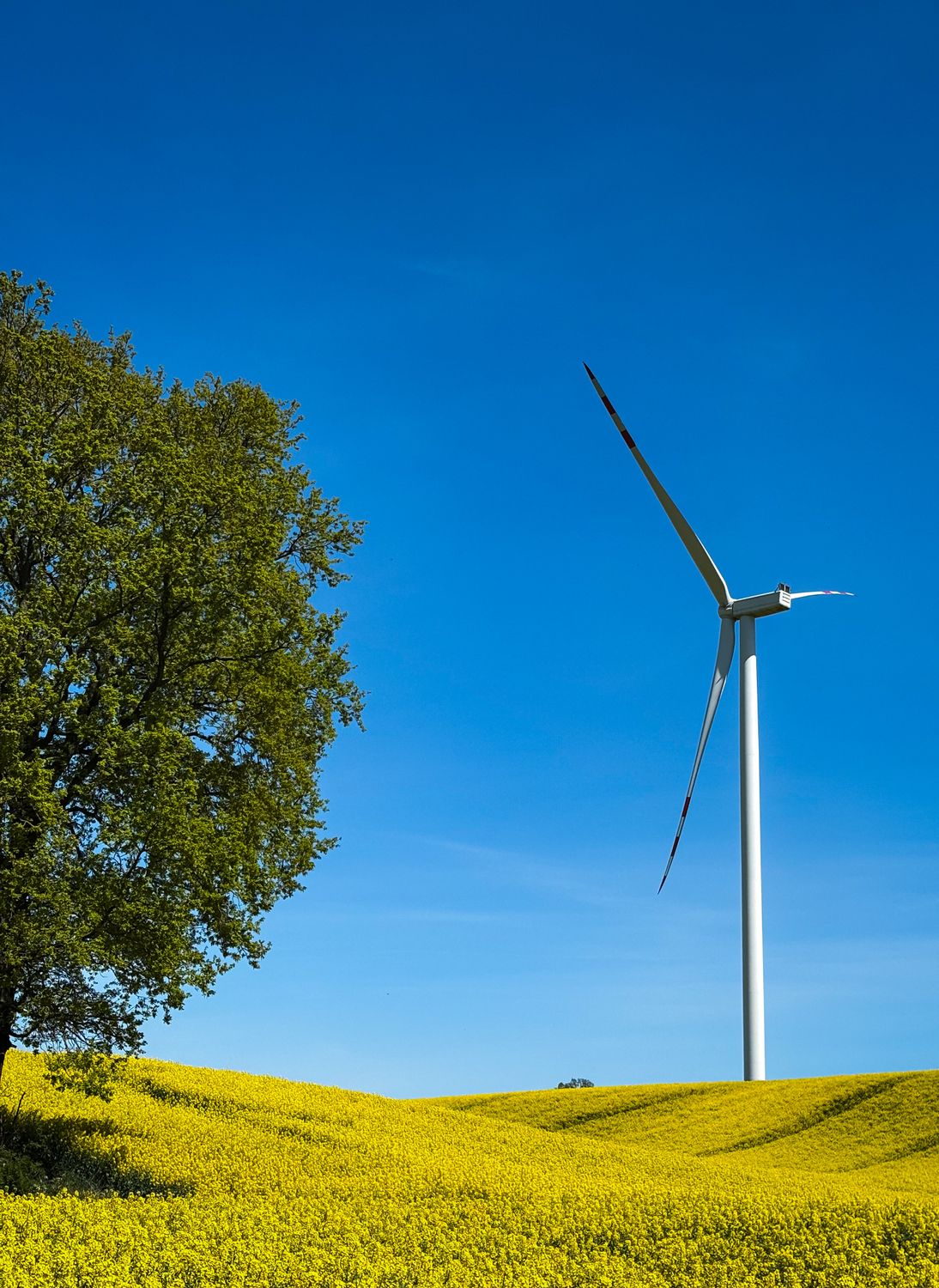 Wind Turbine in Canola Field Under Blue Sky · Free Stock Photo