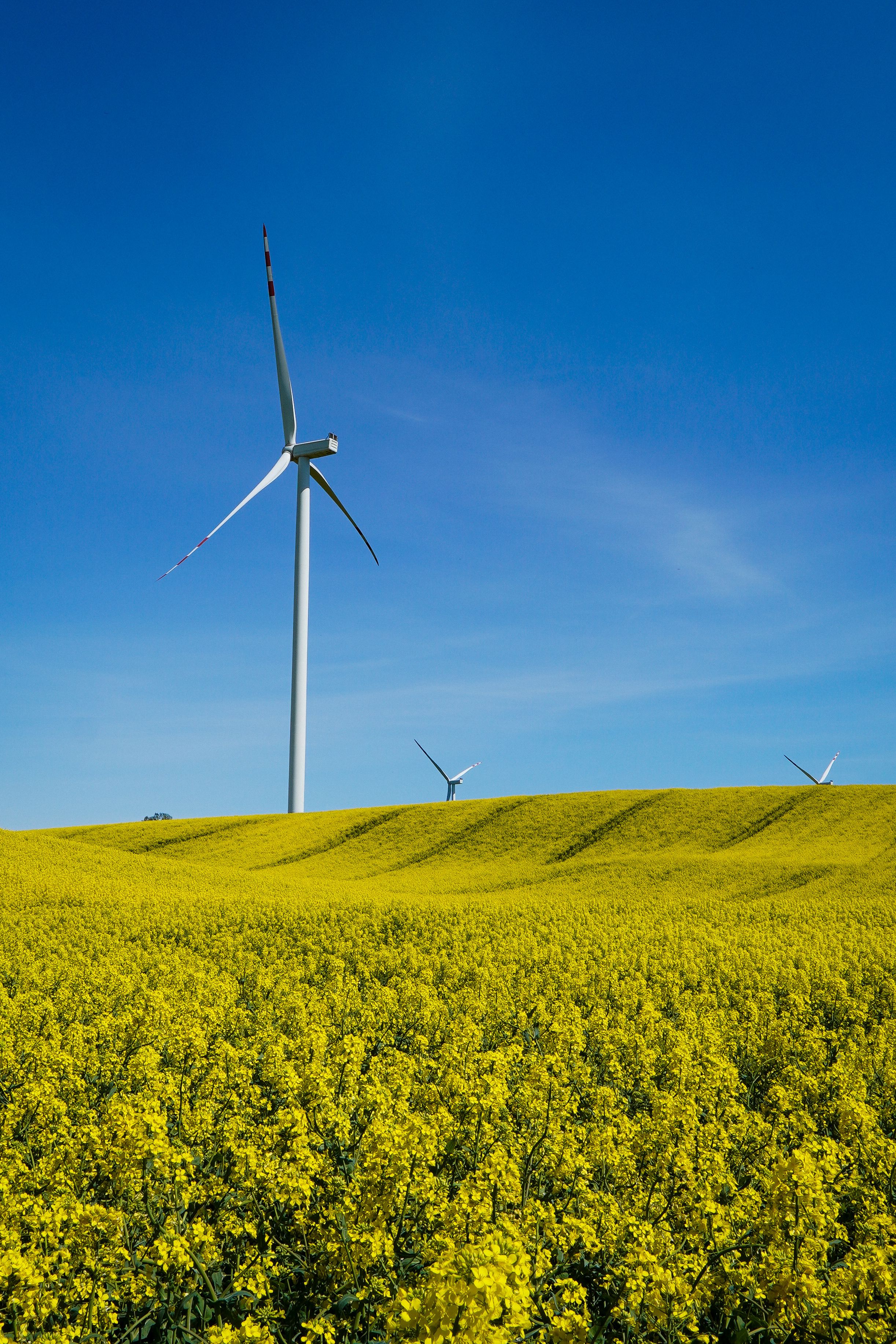 Wind Turbines Amidst Yellow Canola Fields · Free Stock Photo