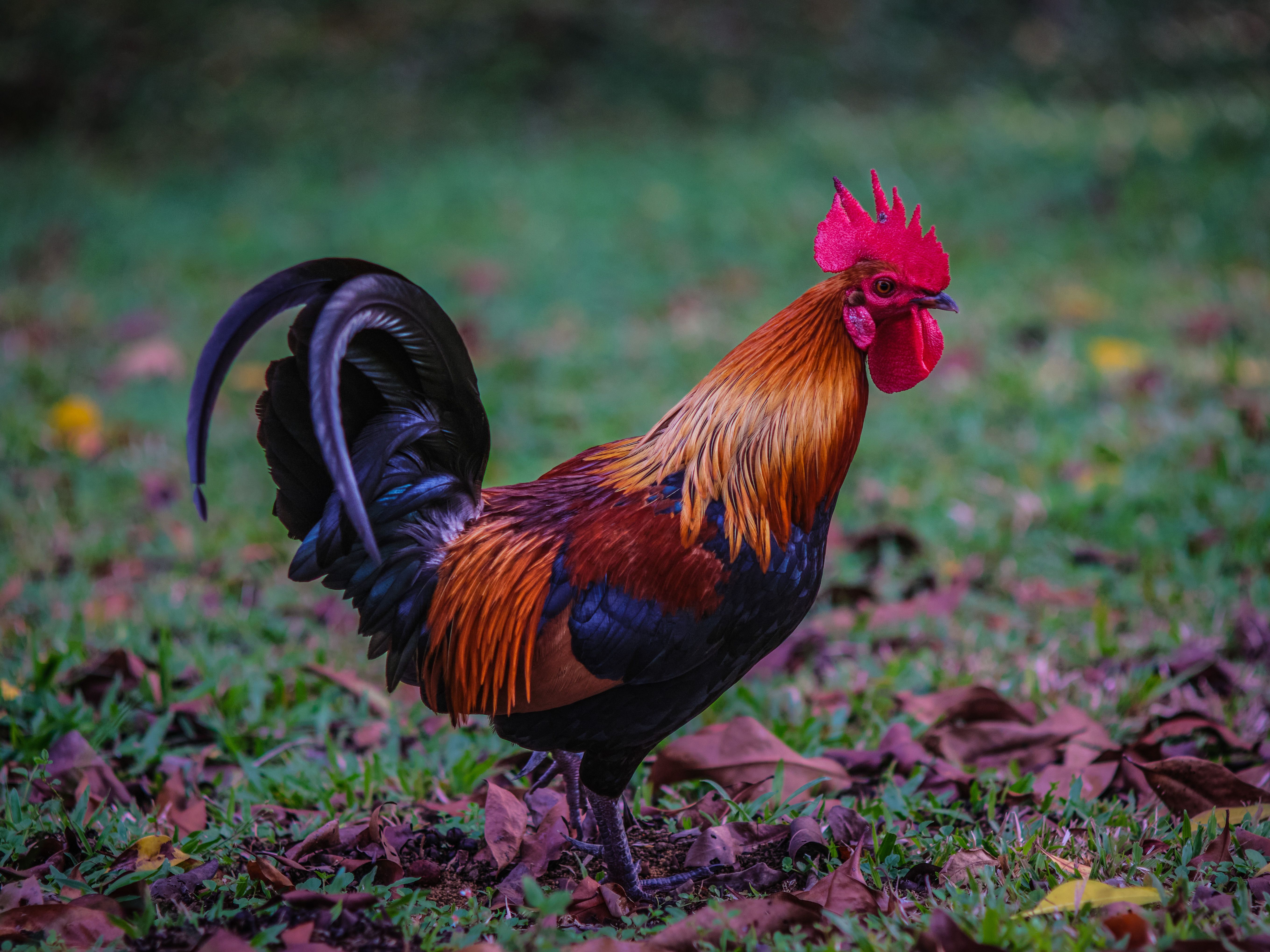 Colorful rooster standing on grass with leaves around, showcasing vivid plumage.