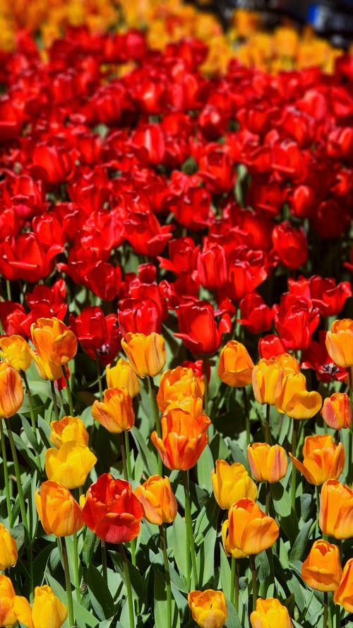Free Lush rows of red and orange tulips under the sun, symbolizing the beauty of spring. Stock Photo