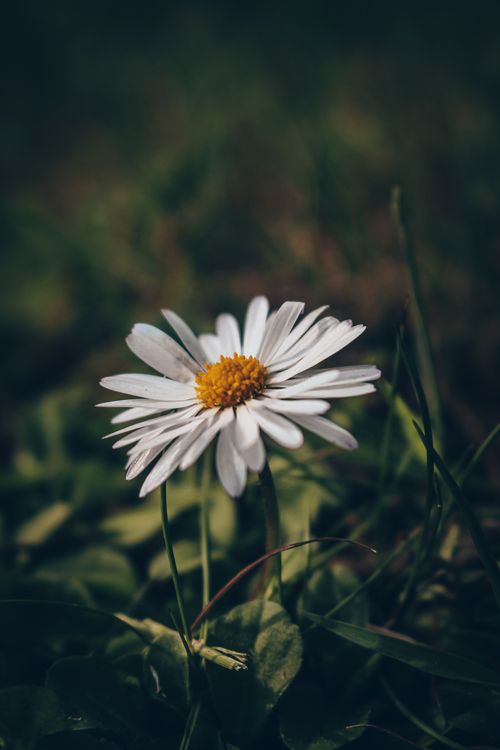 Free A single white daisy flower blooming in a natural setting showcasing delicate petals. Stock Photo