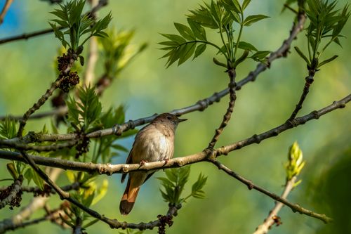 Free A nightingale perched on a branch amidst fresh spring foliage, symbolizing nature's tranquility. Stock Photo