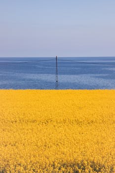 Bright yellow canola field contrasting with the blue sea, under a clear sky.