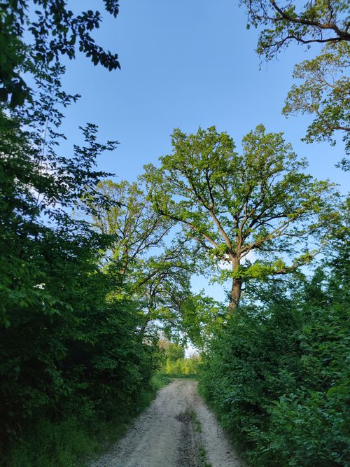 Free Explore a tranquil forest path surrounded by lush greenery and blue skies. Stock Photo