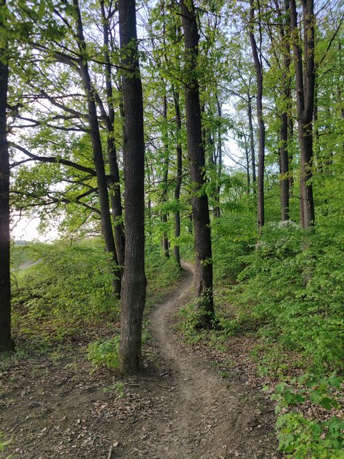 Free A tranquil forest path winding through lush greenery on a sunny day, perfect for nature walks. Stock Photo