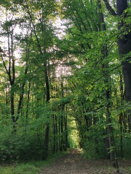 Serene forest path surrounded by lush green trees on a summer day, capturing nature's tranquility.