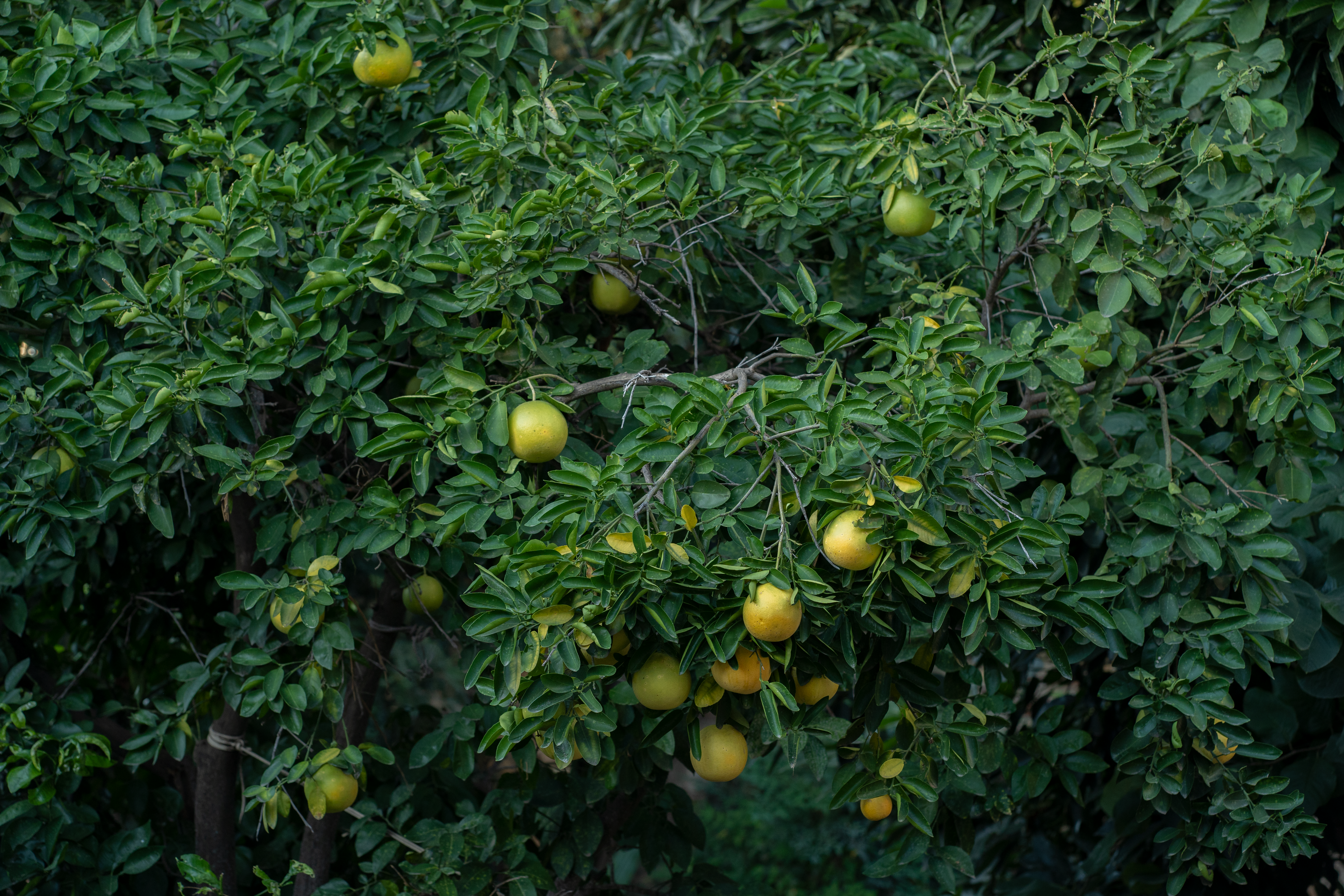 Guida Pratica alla Coltivazione di Piante da Frutto