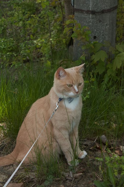 Free Charming ginger cat seated on grass with a leash in a lush outdoor forest area. Stock Photo