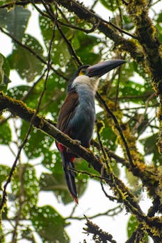 A vibrant collared aracari toucan sits among lush foliage in Caicedo, Colombia's rainforest.