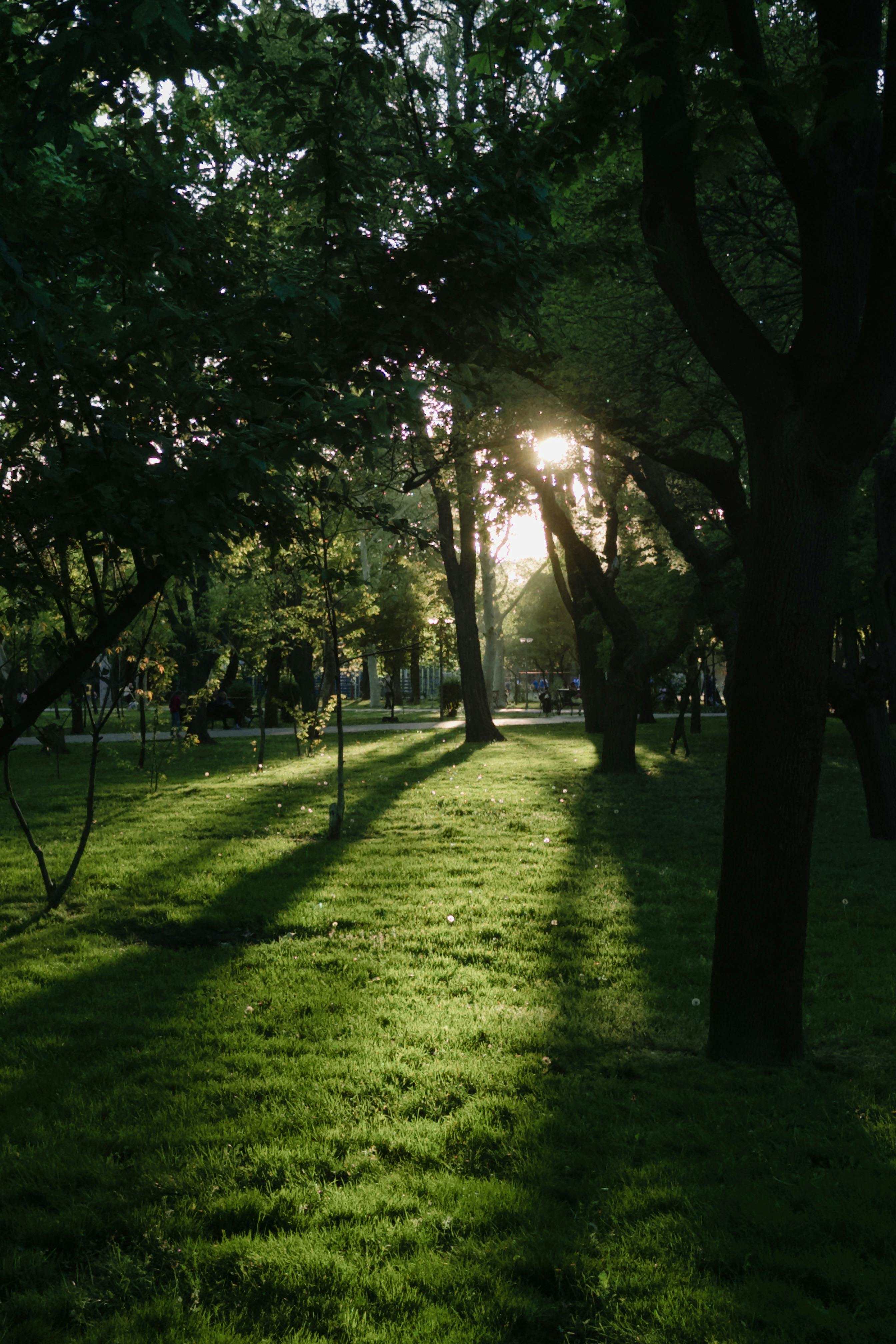 Serene park scene with sunlight casting shadows through trees in Odessa, Ukraine.