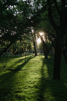 Serene park scene with sunlight casting shadows through trees in Odessa, Ukraine.
