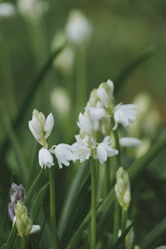 Close-up of delicate white flowers blooming in spring garden.