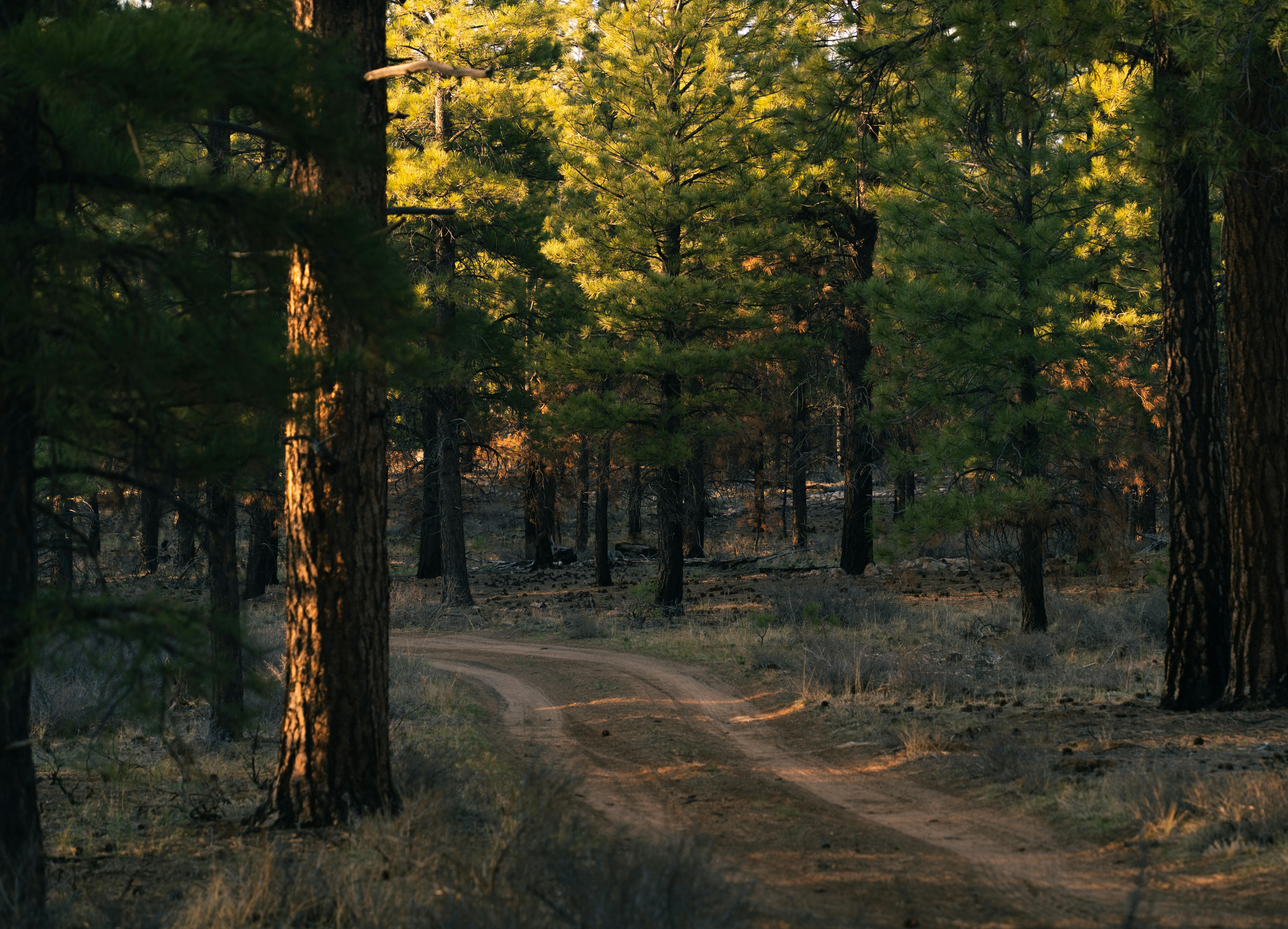 Keeping Our Focus On Forest Health, Watershed Protection, Homeowners Insurance, Federal Funding Help — Photo by Alex Moliski 