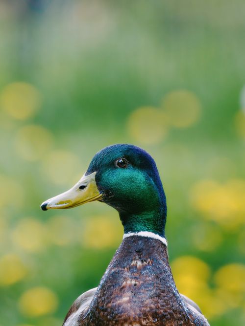 Free A vibrant photo of a mallard duck with a green head, captured in a lush, blurred spring background. Stock Photo