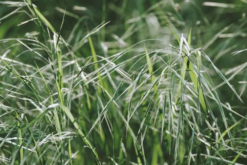 Free Detailed close-up of lush green grass blades swaying gently in the breeze, showcasing nature's beauty. Stock Photo