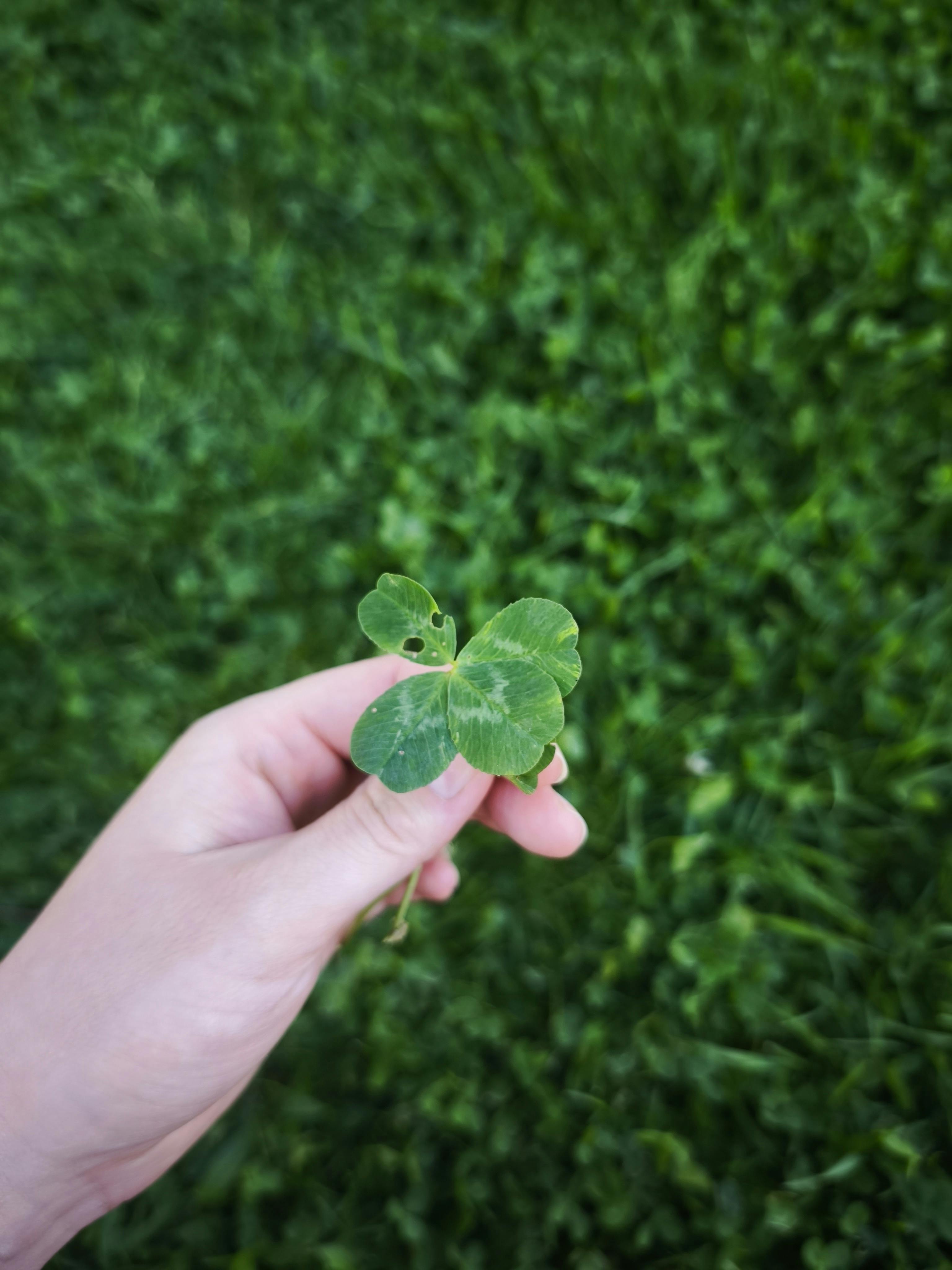 Puține persoane cunosc funcția importantă ocupată de Emeric Ienei, legendarul antrenor al Stelei din 1986