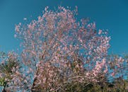 Vibrant Pink Cherry Blossoms Against Clear Blue Sky